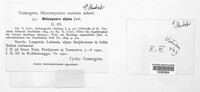 Melampsora epitea image